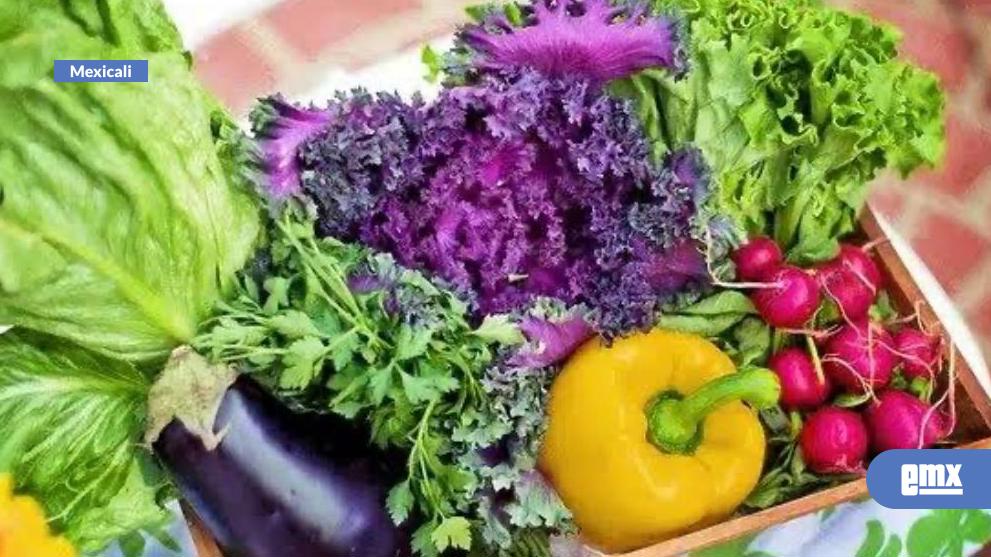 EMX-Son-sembradas-9,639-hectáreas-con-hortalizas-en-el-Valle-de-Mexicali