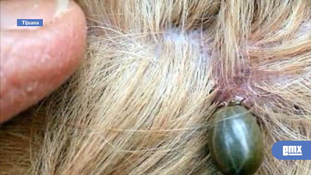 EMX-Autoridades-alertan-por-posible-repunte-de-casos-en-verano;-Tijuana-concentra-defunciones