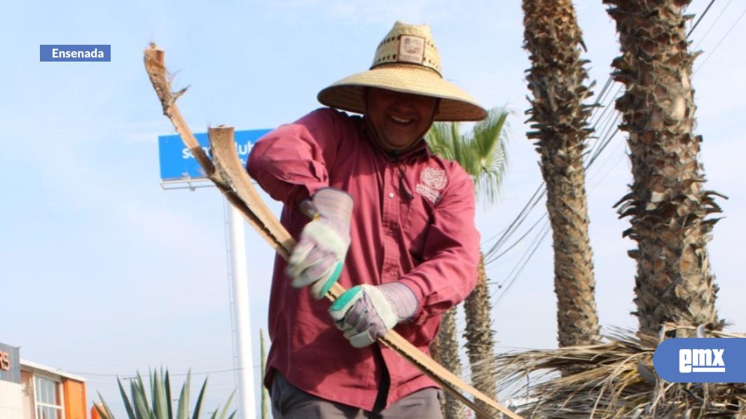 EMX-Implementa-Gobierno-de-Claudia-Agatón-operativo-de-poda-de-palmeras