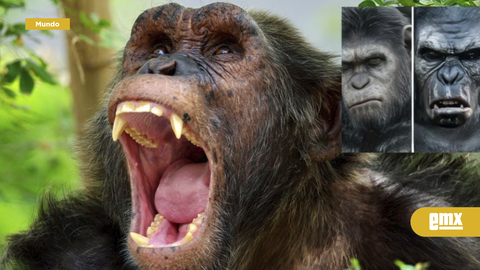 EMX-Chimpancés-de-Kibale-se-dividen-y-desatan-una-ola-de-ataques-mortales