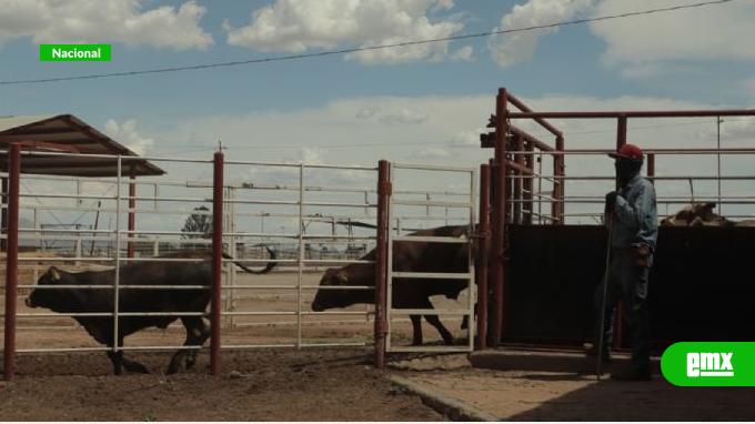 EMX-Reportan-primer-caso-de-gusano-barrenador-en-Zacatecas