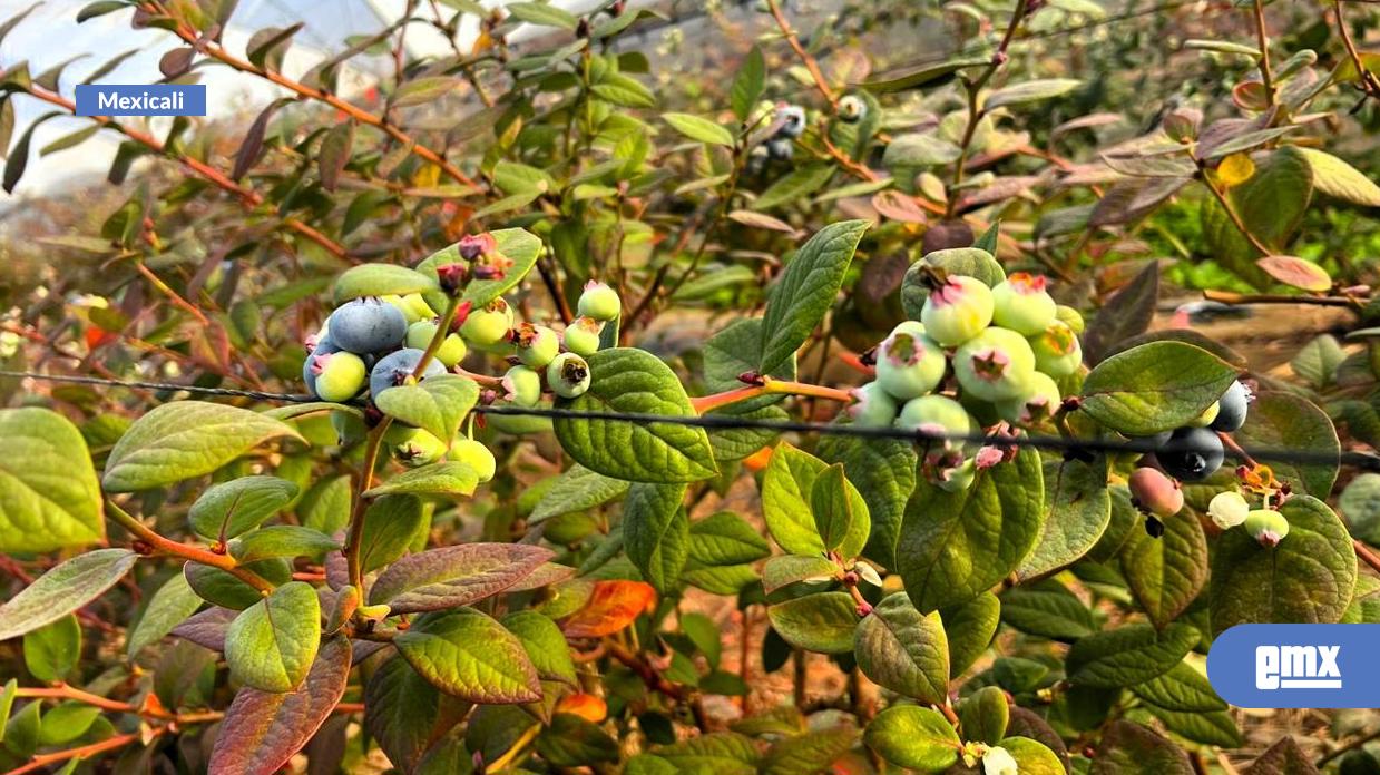 EMX-Cultivos-perennes-consolidan-vocación-agrícola-y-exportadora-en-Baja-California