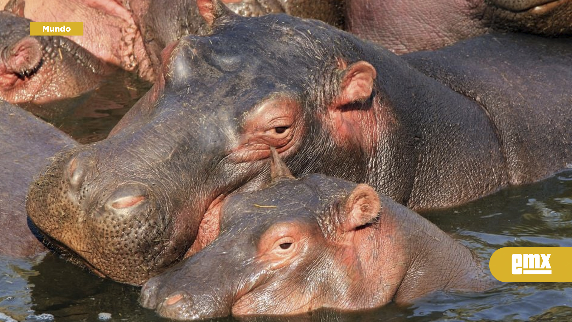 EMX-Colombia-sacrificará-80-hipopótamos-invasores