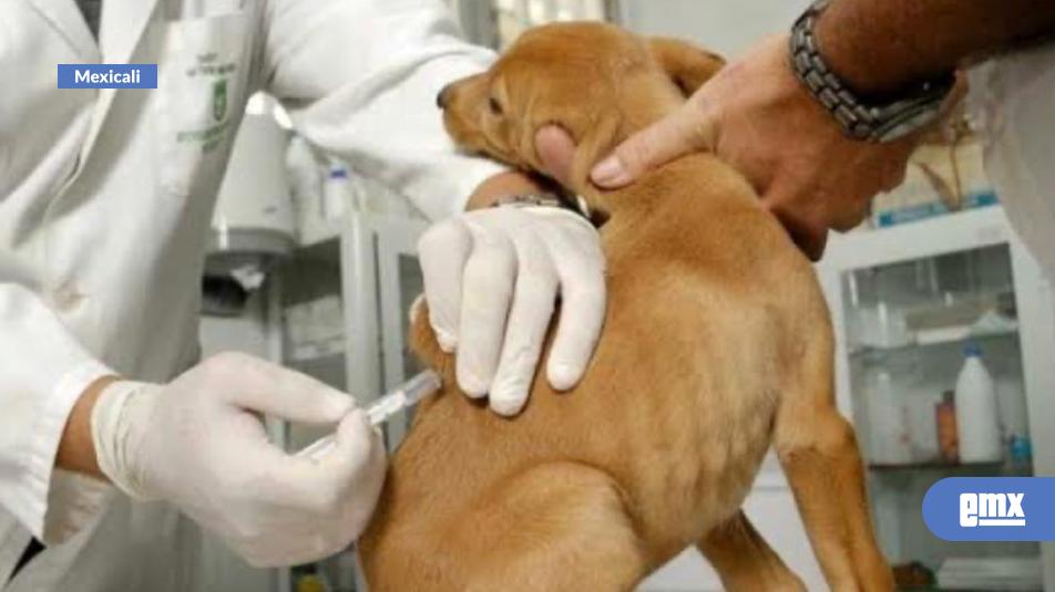 EMX-Vacunan a más de 67 mil mascotas en primer trimestre de 2026