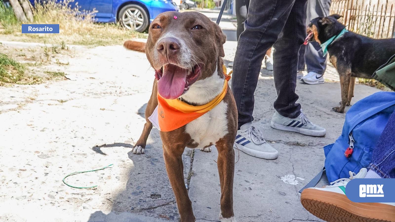 EMX-Venta-de-latte-“Caramelo”-busca-apoyar-a-perros-rescatados-en-Tijuana-y-Rosarito