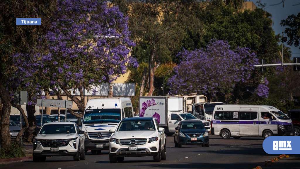 EMX-Jacarandas-tiñen-de-violeta-la-Zona-Río-de-Tijuana