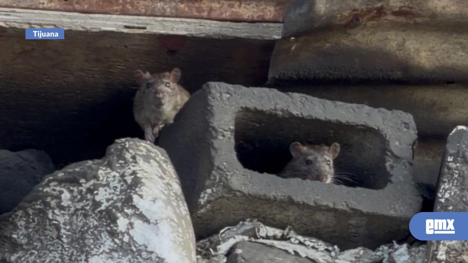 EMX-Denuncian-plaga-de-ratas-en-vía-pública-de-la-col.-Independencia