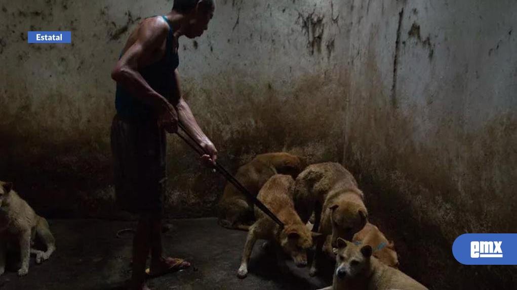 EMX-Aprueba-Congreso-del-estado-registro-estatal-de-agresores-animales