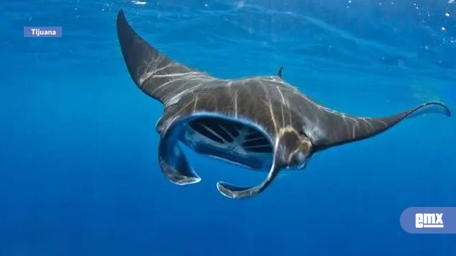 EMX-Reportan presencia constante de mantarrayas en Playas de Tijuana