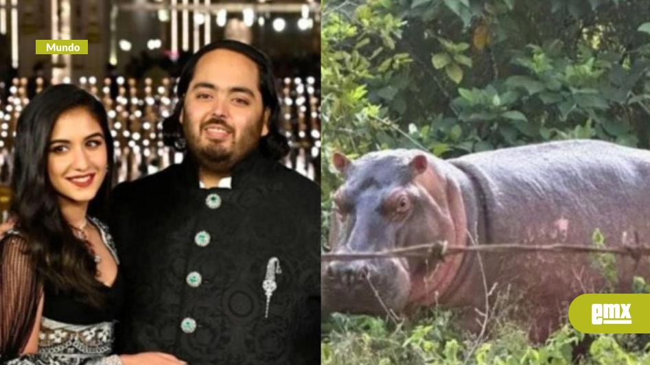 EMX-Millonario-indio-ofrece-refugio-a-los-80-hipopótamos-de-Pablo-Escobar-para-evitar-su-sacrificio