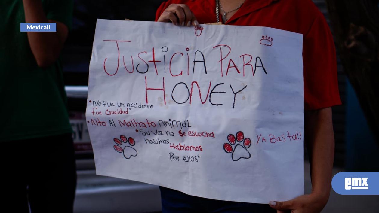 EMX-Exigen-justicia-por-“Honey”,-perrita-asesinada-en-Mexicali