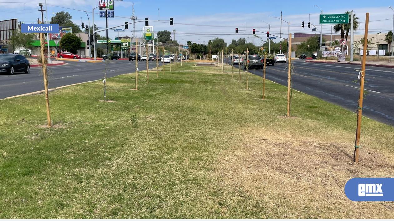 EMX-Finaliza-primera-etapa-de-reforestación-en-Mexicali