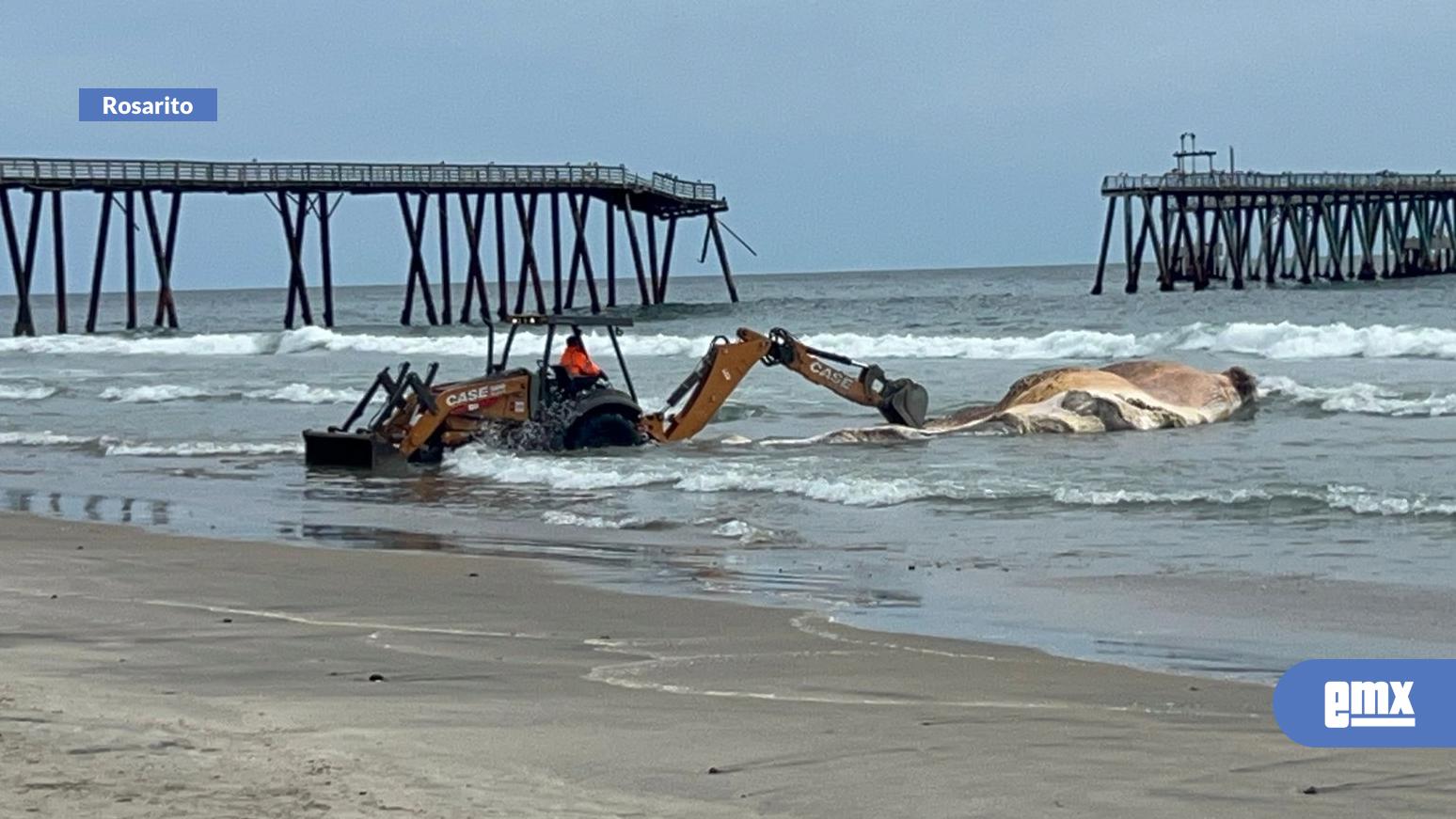 EMX-Autoridades-trabajan-para-enterrar-ballena-con-mordida-de-tiburón-en-playa-de-Rosarito
