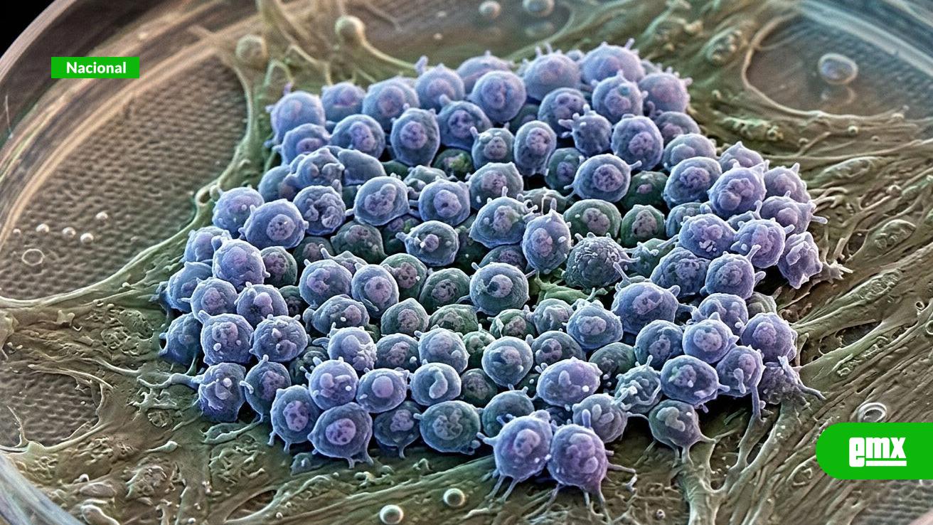 EMX-México-es-líder-mundial-en-medicina-regenerativa,-afirma-especialista