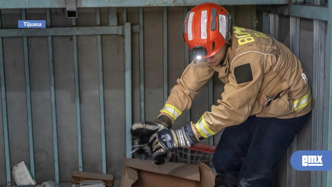 EMX-Bomberos rescatan zorrillos dentro de la preparatoria Lázaro Cárdenas