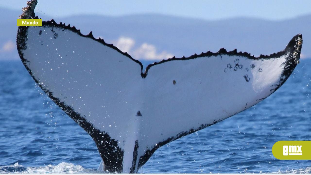 EMX-Ballenas-jorobadas-rompen-récord-con-travesías-de-más-de-14-mil-kilómetros