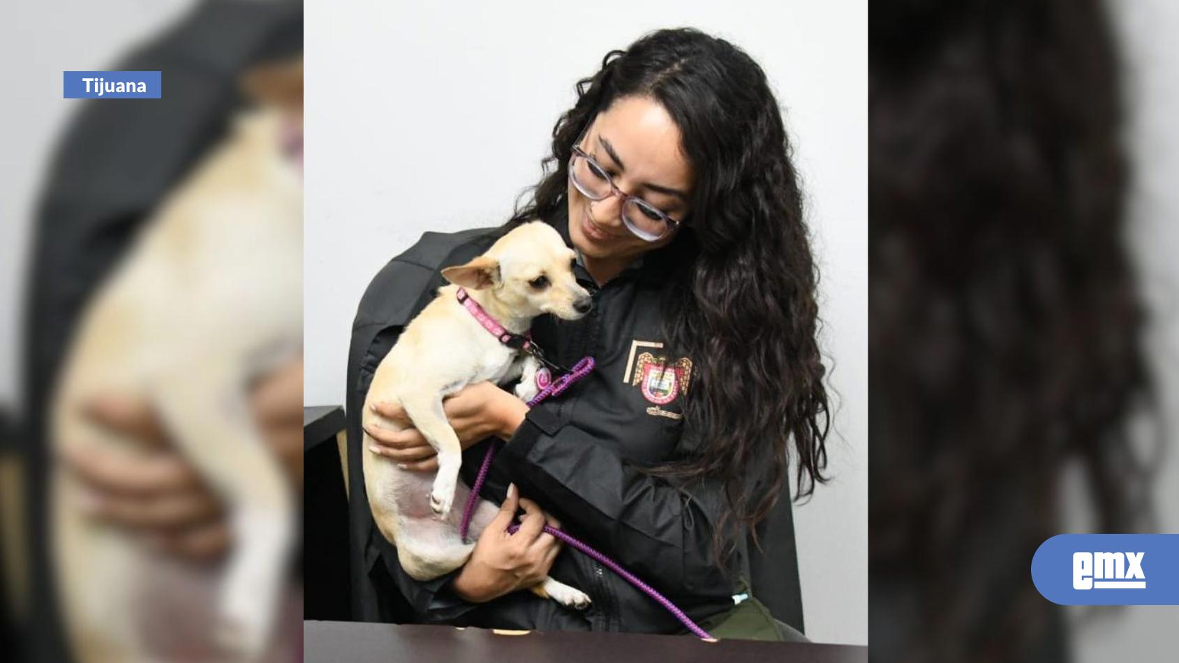 EMX-Ayuntamiento-ofrece-vacunas-y-desparasitación-gratuita-para-mascotas