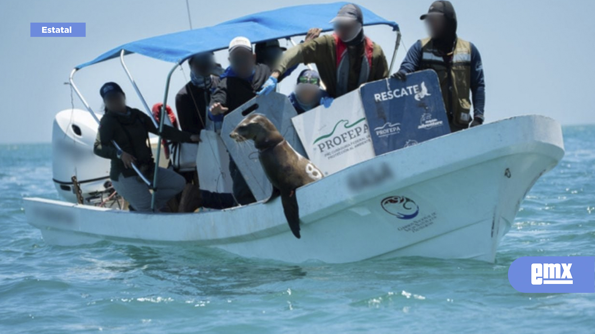 EMX-Liberan-a-19-lobos-marinos-atrapados-en-redes-de-pesca-en-Baja-California