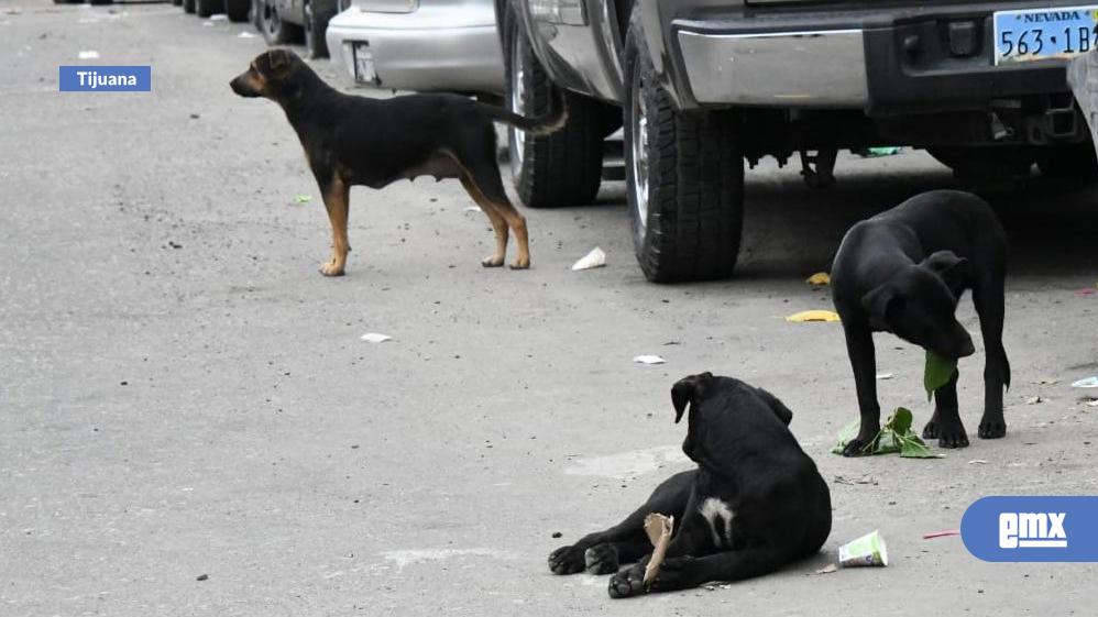 EMX-Alertan-veterinarios-sobre-riesgos-por-sobrepoblación-de-perros-callejeros