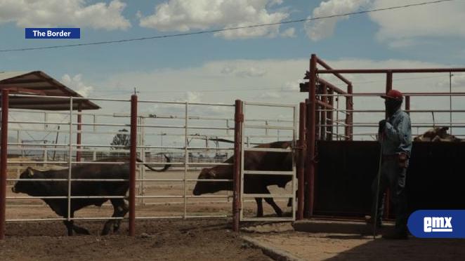 EMX-Departamento-de-Agricultura-confirma-dos-nuevos-casos-de-gusano-barrenador-en-Texas