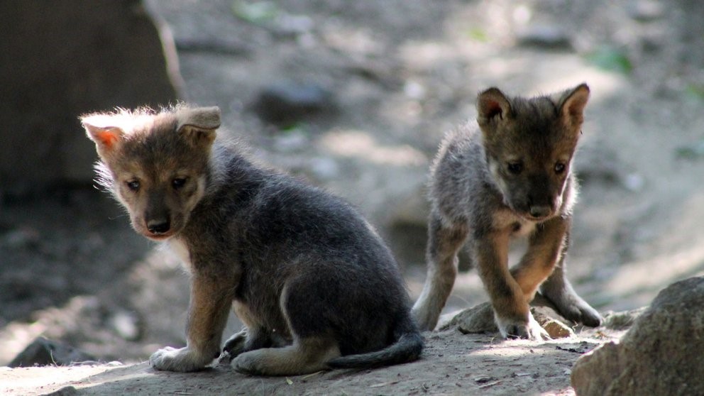 EMX-Nacieron al menos 5 lobos mexicanos en el Zoológico de Chapultepec, en la CDMX