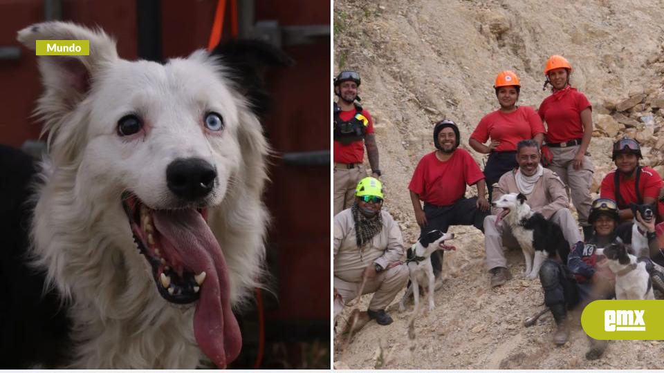 EMX-¿Quién-es-Tsunami?-El-perro-rescatista-que-ayuda-tras-los-terremotos-en-Venezuela