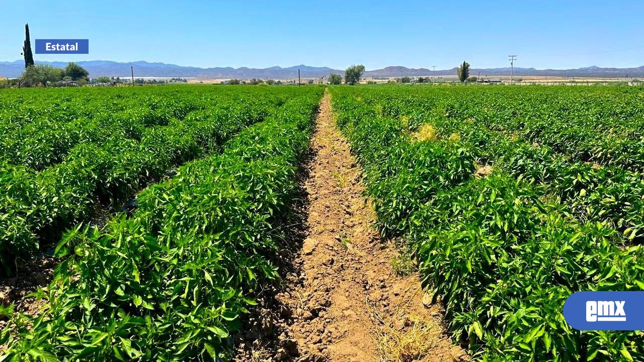 EMX-Reporta-agricultura-56%-en-avance-de-siembra-del-ciclo-primavera-verano-2026-en-BC