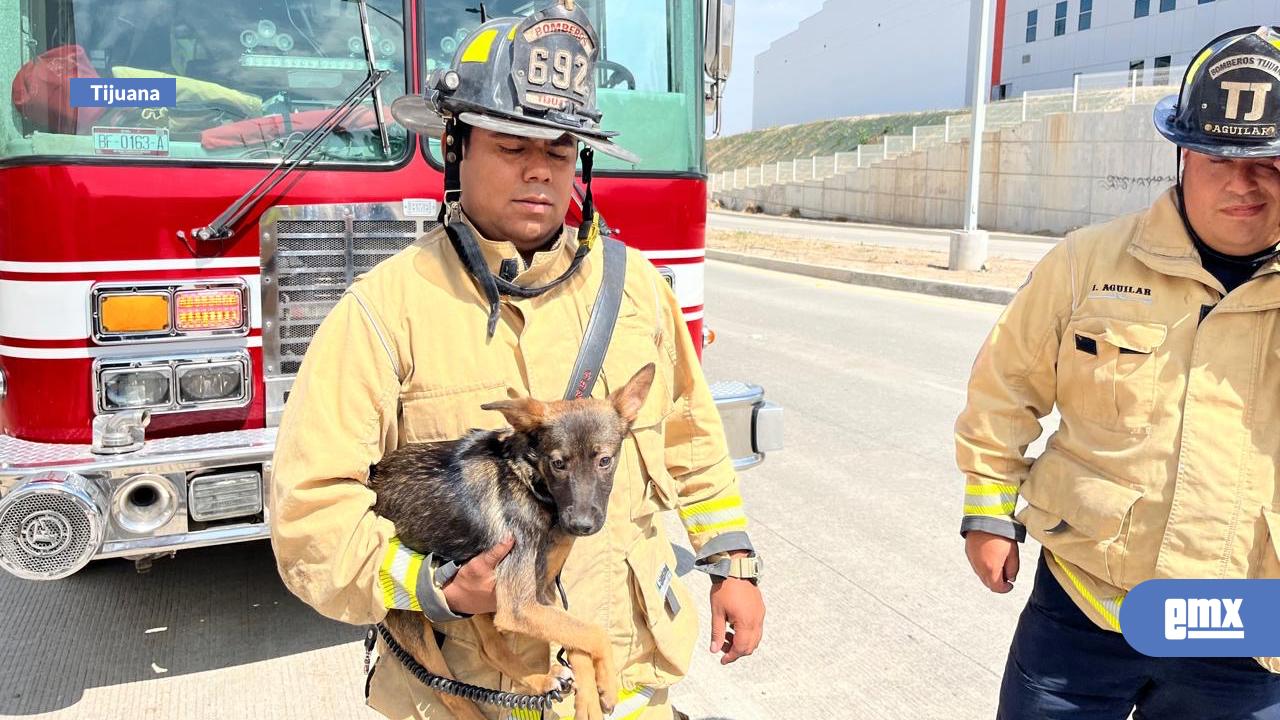 EMX-Rescatan-a-perrita-tras-permanecer-más-de-48-horas-atrapada-en-una-alcantarilla
