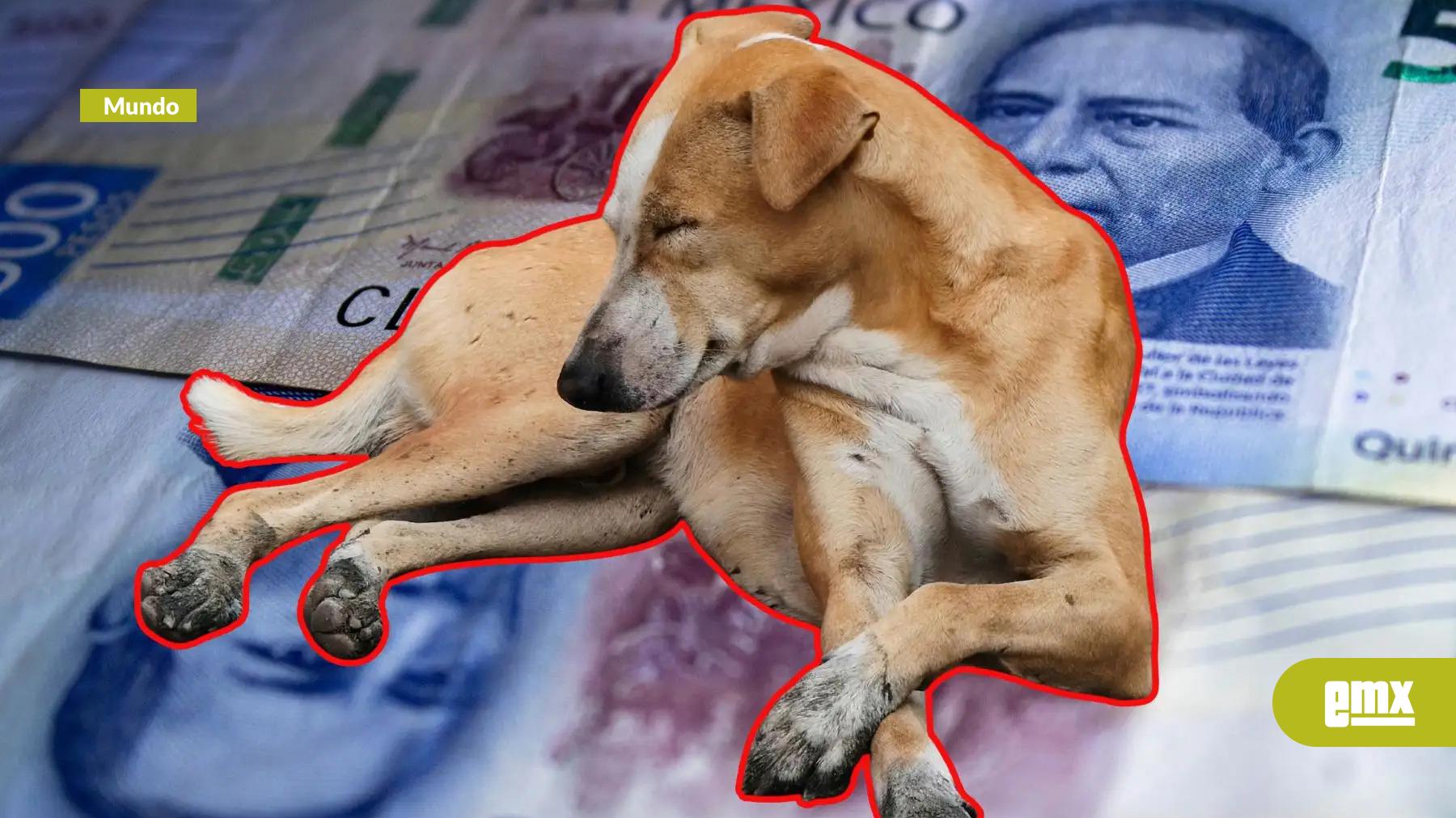 EMX-Propuesta-de-sancionar-a-quienes-alimenten-perros-callejeros-desata-polémica