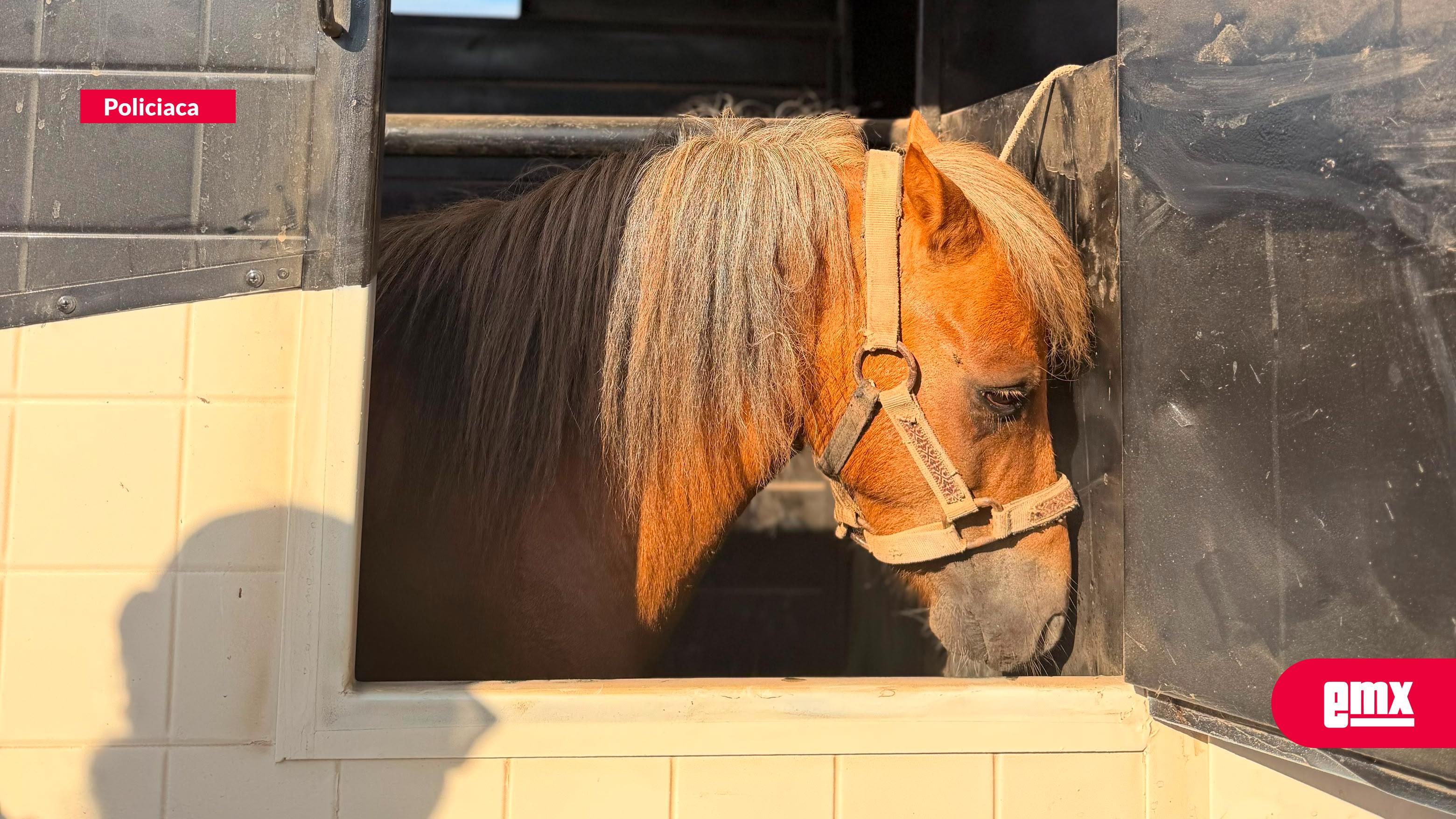 EMX-Rescatan-a-pony-tras-denuncia-por-presunto-maltrato-animal-en-Ensenada