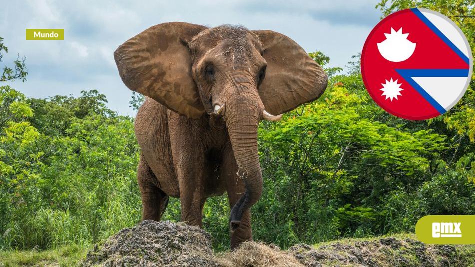 EMX-Elefante-mata-a-los-padres-de-un-hombre-y-14-años-después-ataca-a-su-nuera-y-nieto-en-Nepal