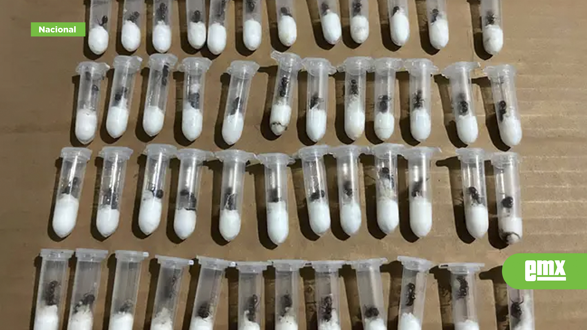 EMX-Aseguran-105-hormigas-reina-ocultas-en-juguetes