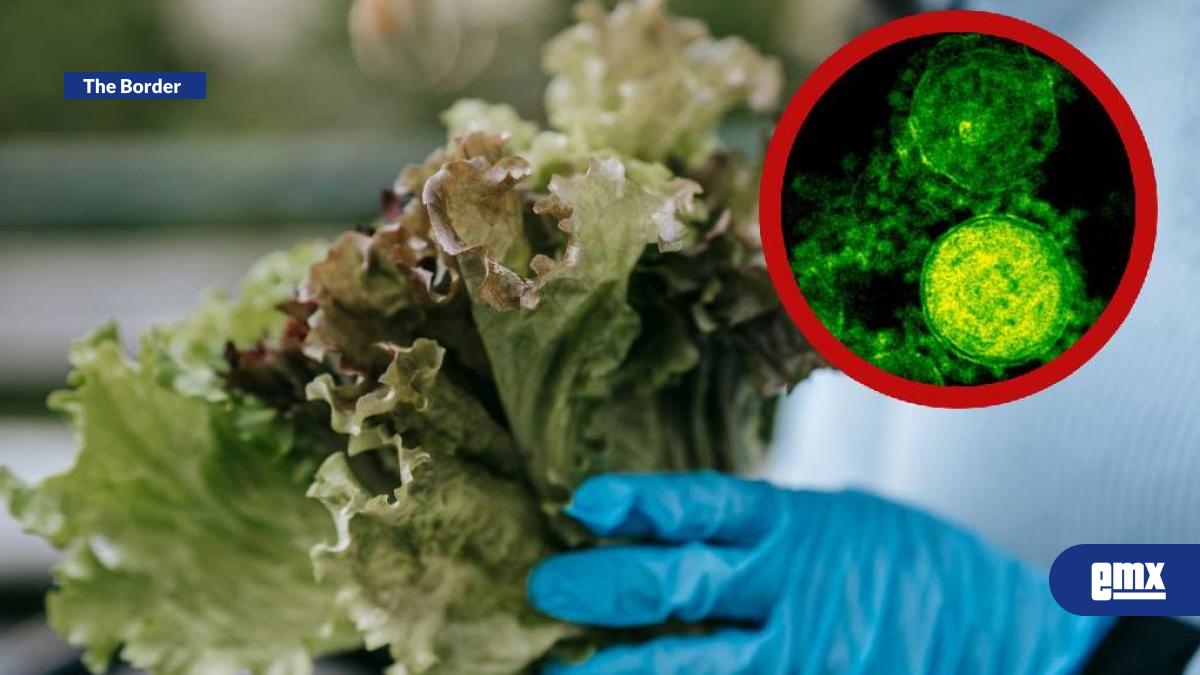EMX-Alerta-sanitaria:-comienza-retiro-de-lechuga-por-brote-de-Cyclospora;-provoca-“diarrea-explosiva”