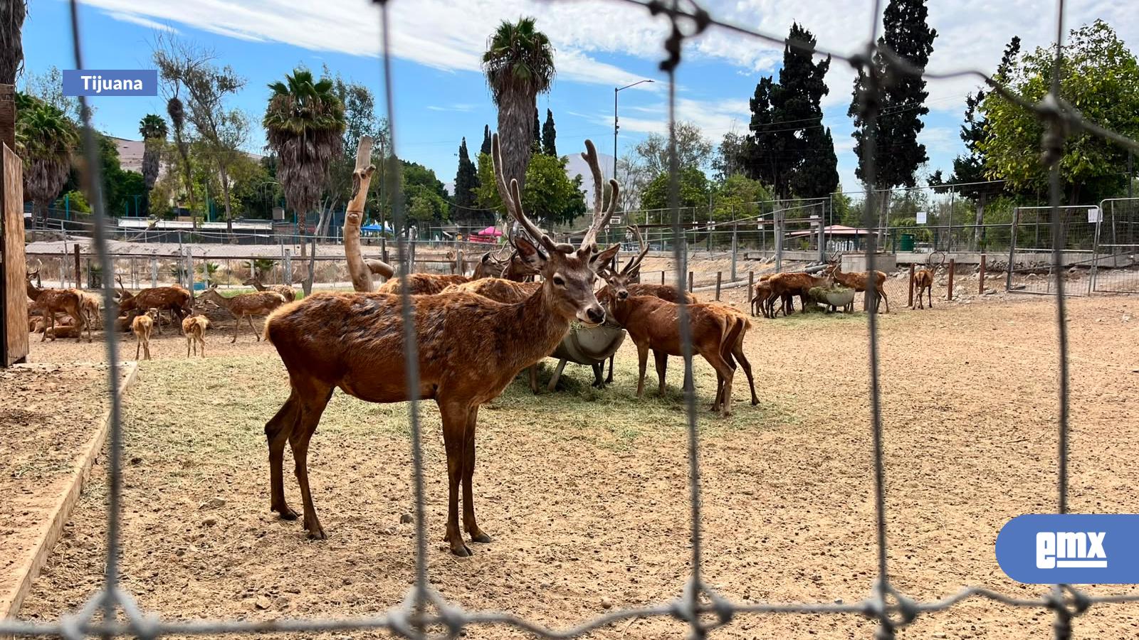 EMX-Animales-serán-trasladados-del-Parque-Morelos