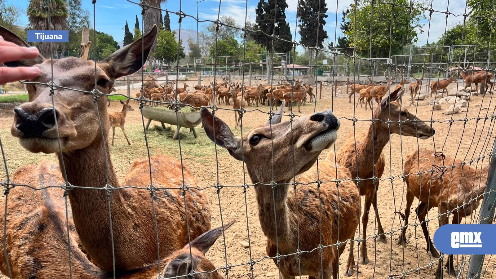 EMX-Trasladarán-animales-del-Parque-Morelos-a-recintos-especializados