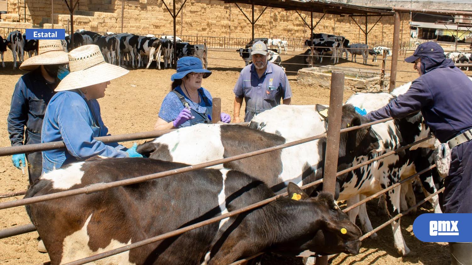 EMX-Participa-Sader-BC-en-proyecto-para-fortalecer-control-de-tuberculosis-bovina