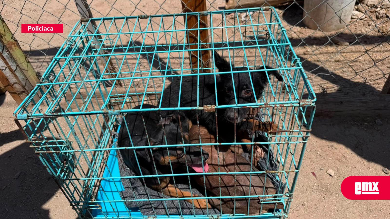 EMX-Rescate-FGE-a-10-perros-en-estado-de-abandono-en-Mexicali
