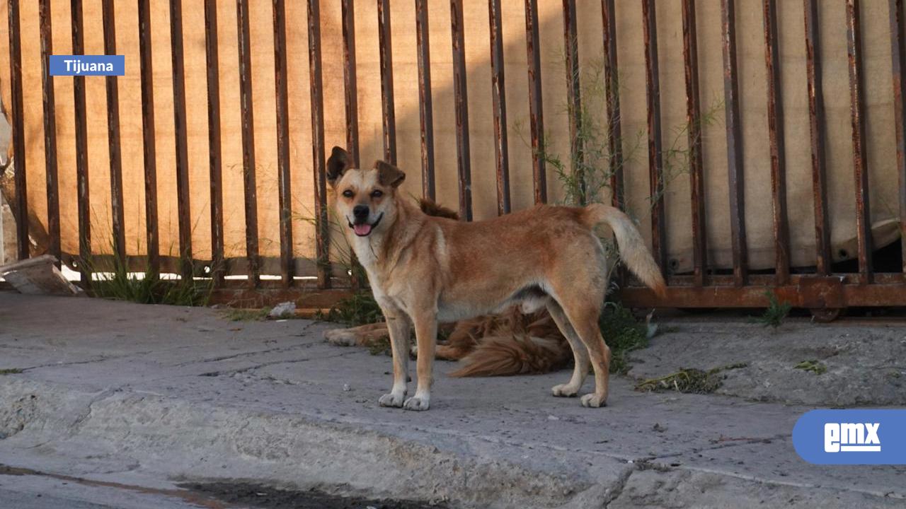 EMX-Confirman-24-casos-y-12-defunciones-por-rickettsiosis-en-Tijuana-y-Tecate-durante-2026