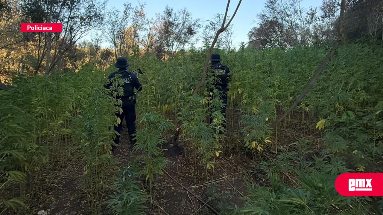 EMX-Localizan-platitos-de-marihuana-entre-Tijuana-y-Playas-de-Rosarito