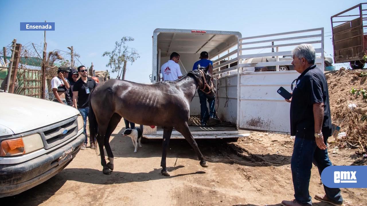EMX-Rescatan-dos-caballos-en-estado-crítico-de-establo-en-bulevar-Costero-de-Ensenada