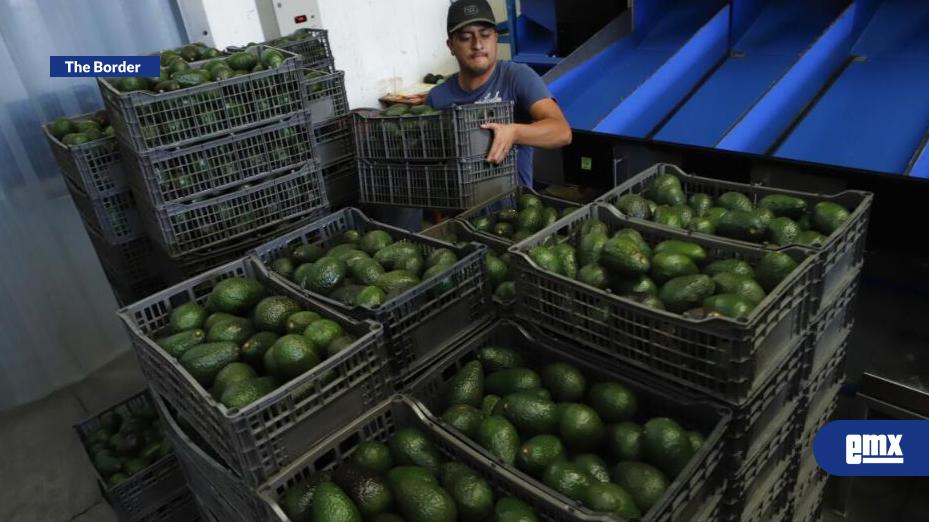 EMX-EU-frena-temporalmente-exportaciones-de-aguacate-de-Michoacán-tras-alerta-de-seguridad