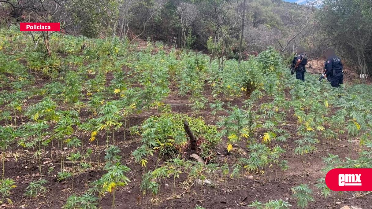 EMX-Asegura-policía-estatal-otro-plantío-de-marihuana-en-Tijuana
