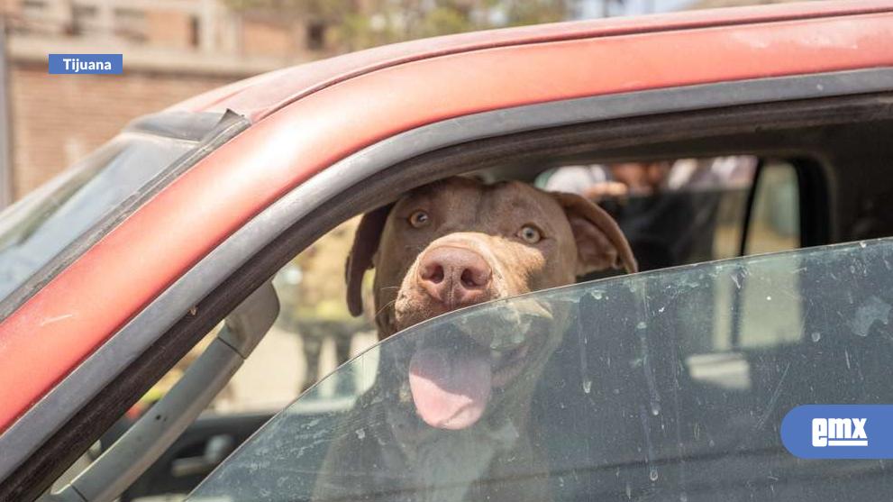 EMX-Abandonan-a-tres-pitbulls-bajo-el-sol-dentro-de-una-camioneta;-serán-dados-en-adopción