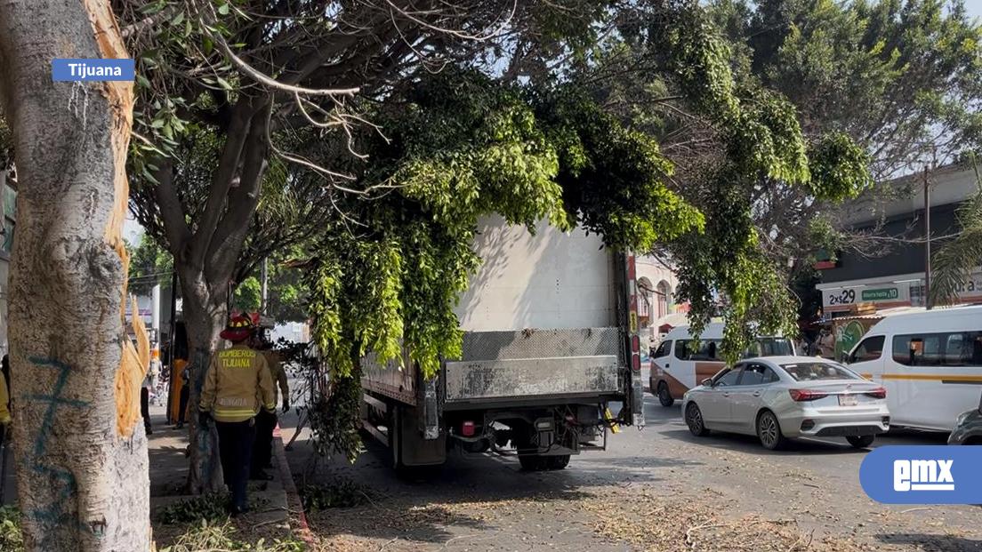 EMX-Camión-repartidor-derrumba-gran-parte-de-árbol-en-Zona-Centro