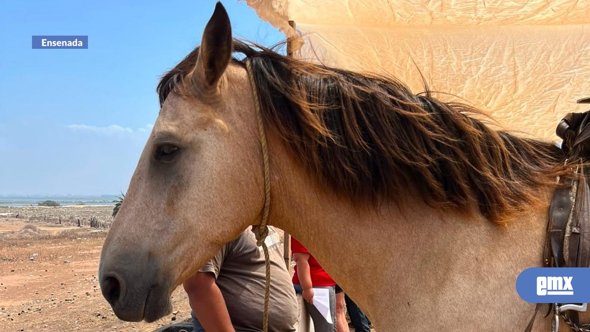 EMX-Vigilan-condiciones-de-caballos-en-Lengüeta-Arenosa-y-Playa-Arenosa