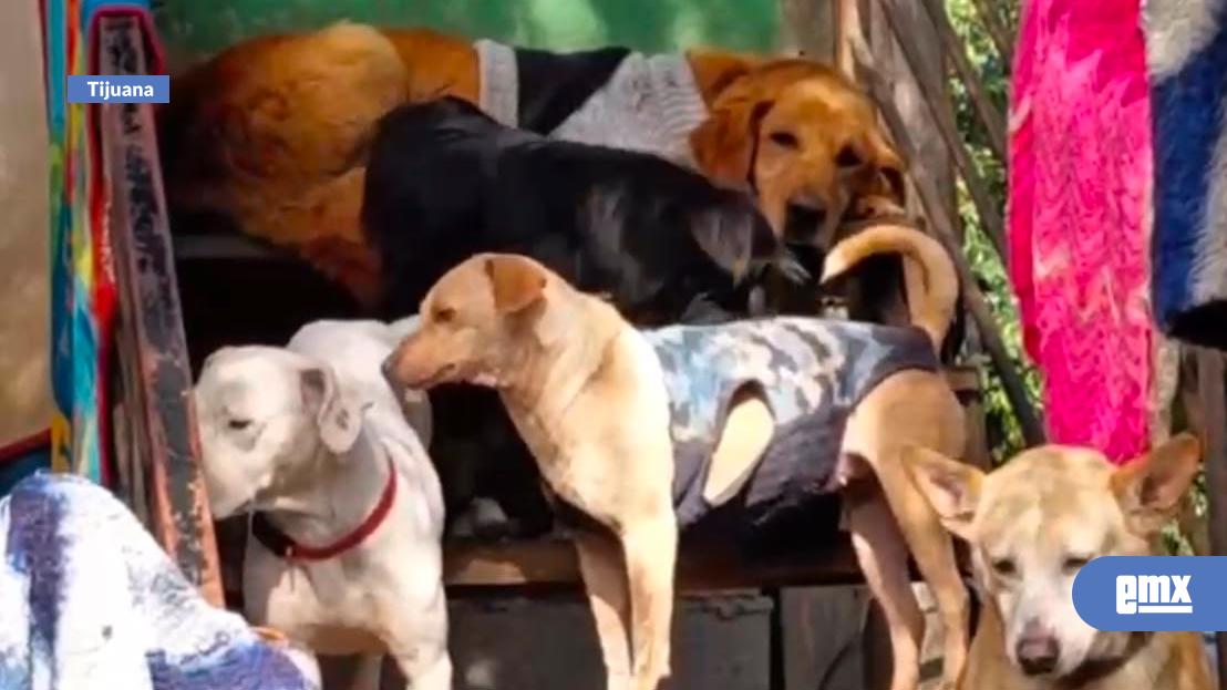 EMX-Se-saturan-albergues-por-baja-adopción-de-perros-y-gatos
