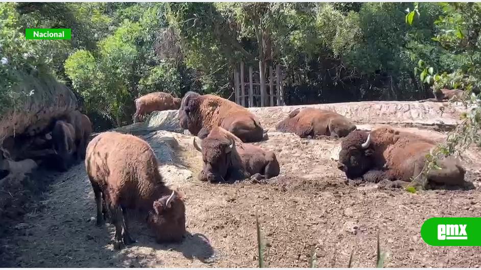 EMX-Denuncian-malas-condiciones-de-animales-en-Zoológico-de-Chapultepec