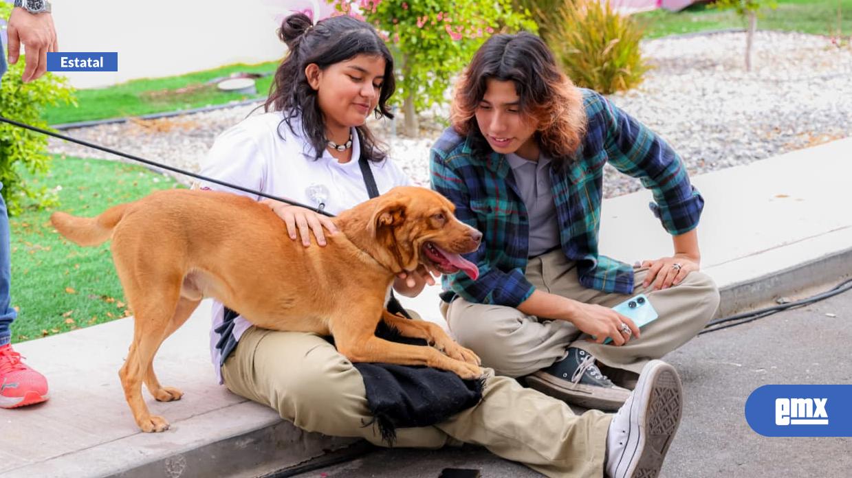 EMX-Gobierno-de-Baja-California-promueve-adopción-responsable-para-dar-hogares-a-animales
