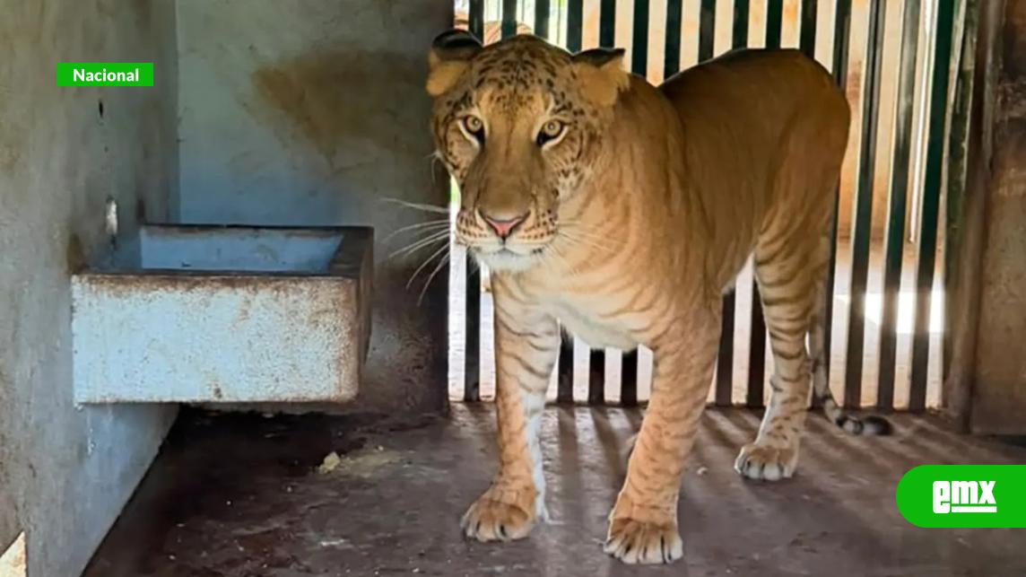 EMX-Aseguran 135 animales exóticos durante operativos en Tamaulipas
