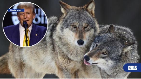 EMX-Trump-firma-orden-para-eliminar-protección-a-lobos-grises-y-mexicanos